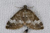 Perizoma alchemillata