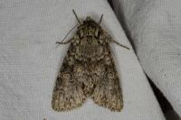 Polia nebulosa