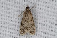 Scoparia ambigualis/basistrigalis