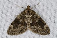 Thera britannica/variata