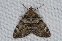 Thera britannica/variata