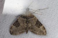 Thera vetustata