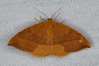 Watsonalla cultraria