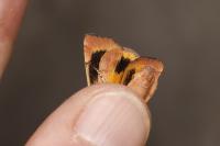 Noctua janthina
