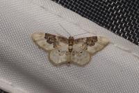 Idaea rusticata