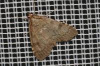 Udea prunalis