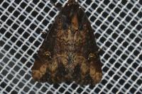 Mesapamea secalella/secalis