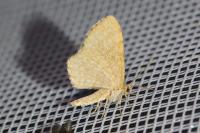 Euchoeca nebulata