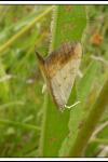 Evergestis extimalis