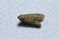 Eccopisa effractella