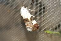 Acontia lucida