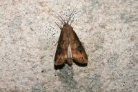 Agrotis ipsilon