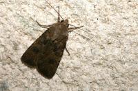 Agrotis segetum