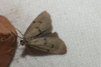 Apaidia mesogona