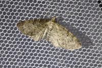 Eupithecia
