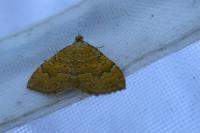 Camptogramma bilineata