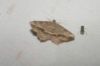 Chiasmia aestimaria