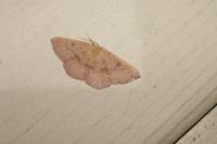 Cyclophora puppillaria