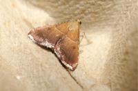 Endotricha flammealis