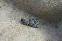 Eudonia mercurella