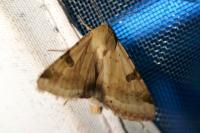 Heliothis peltigera
