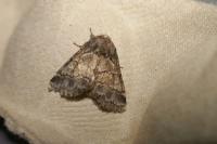 Gluphisia crenata