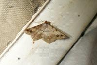 Macaria alternata