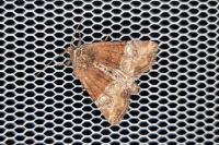 Mesoligia furuncula