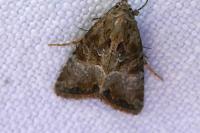 Mesoligia furuncula