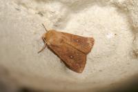 Mythimna albipuncta