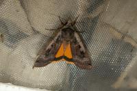 Noctua pronuba