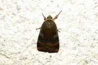 Noctua janthe/janthina