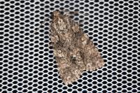 Acronicta rumicis