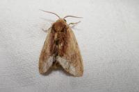 Ptilodon cucullina