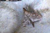 Dolicharthria punctalis