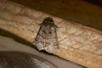 Thaumetopoea pityocampa