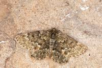 Psodos canaliculata