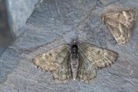 Psodos alticolaria