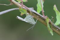 Sitochroa palealis