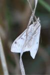 Sitochroa palealis