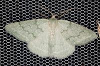 Pseudoterpna pruinata