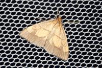 Evergestis limbata