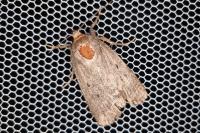 Amphipyra tragopoginis