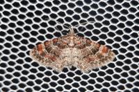 Gymnoscelis rufifasciata