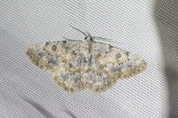 Charissa mucidaria