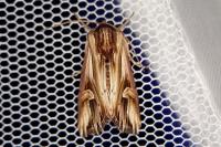 Actinotia polyodon