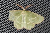 Thalera fimbrialis