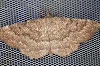 Gnophos furvata