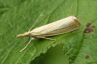 Agriphila straminella