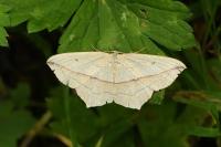 Timandra comae